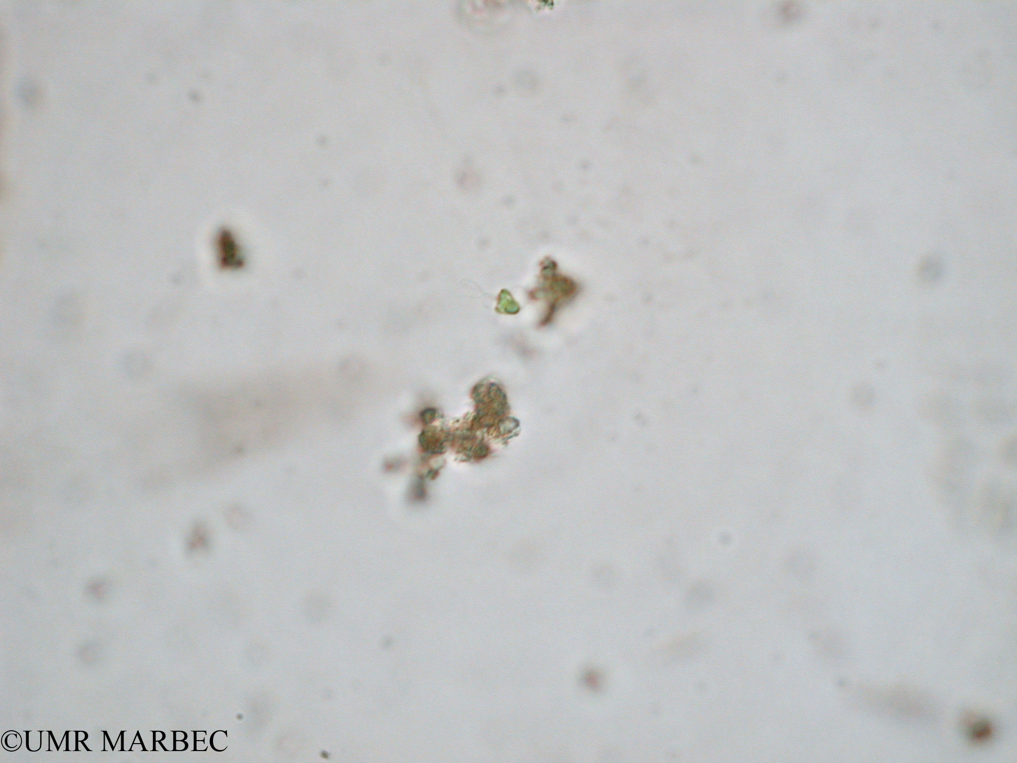 phyto/Tulear Lagoon/all/ICAR2 Avril 2008/Pyramimonas sp1 (ancien Pyramimonas plurioculata -Pyramimonas grossi Flagellé 2 b)(copy).jpg
